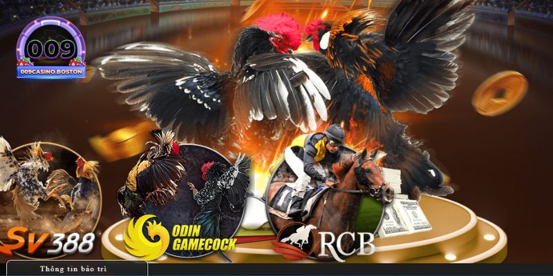 Trải nghiệm đá gà