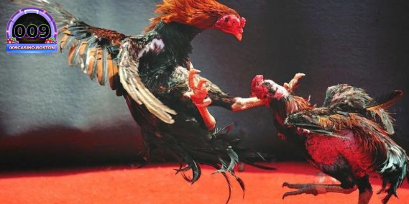 Mẹo chia nguồn vốn hợp lý cho tân thủ